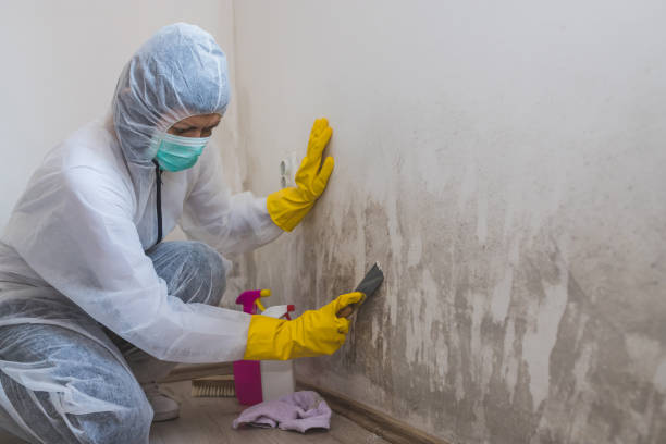 Best Local Mold Removal Service  in Clintonville, WI