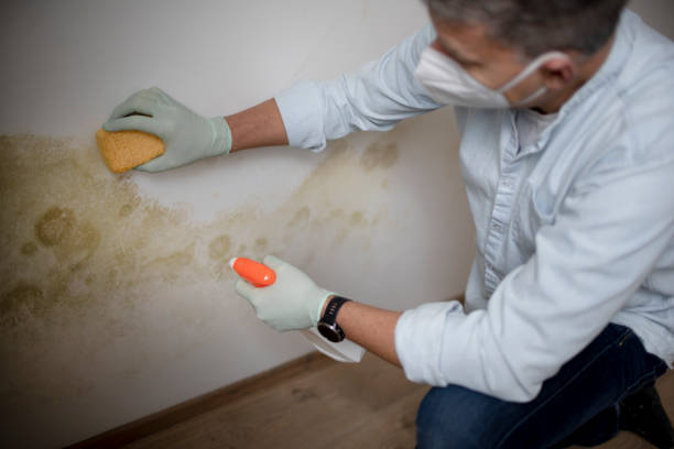 Best Professional Mold Removal  in Clintonville, WI