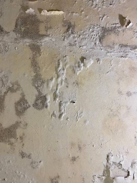 Best Mold Removal Company Near Me  in Clintonville, WI
