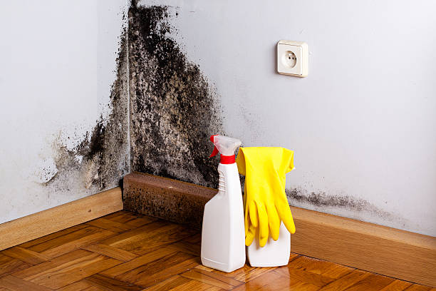 Best Mold Inspection  in Clintonville, WI