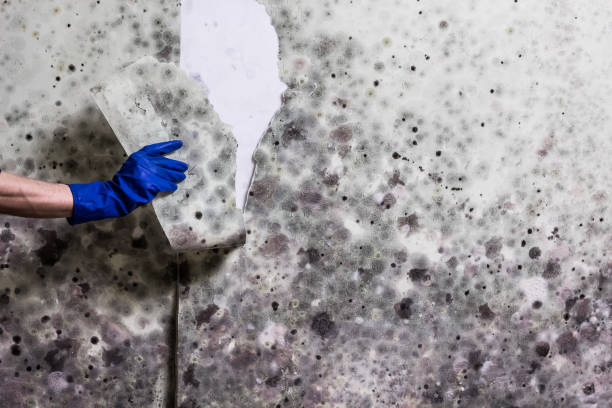 Best Crawl Space Mold Removal  in Clintonville, WI