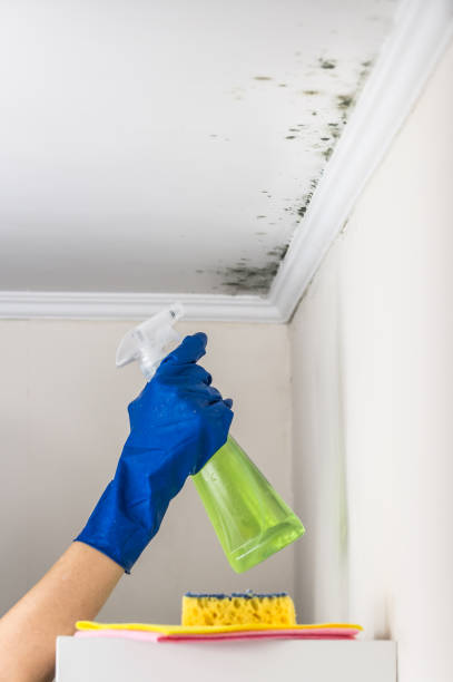 Best Professional Mold Removal  in Clintonville, WI