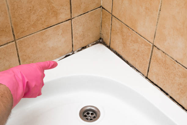Best Local Mold Removal Service  in Clintonville, WI